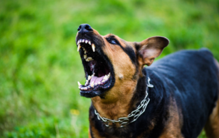 cane aggressivo