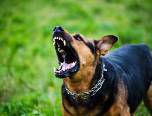 Cane aggressivo: aumento delle segnalazioni in Lunigiana