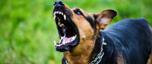 cane aggressivo