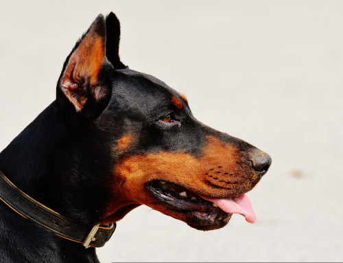 Si difende dal cane con lo spray al peperoncino