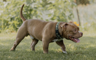 spray antiaggressione usato contro gli attacchi di cane