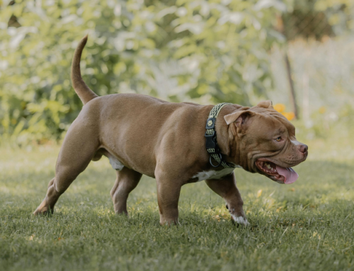 Spray antiaggressione: la soluzione contro gli attacchi di cane