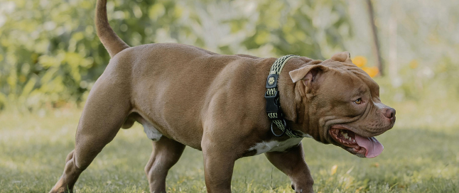 spray antiaggressione usato contro gli attacchi di cane